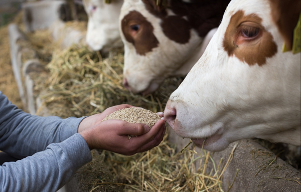 Animal Nutrition