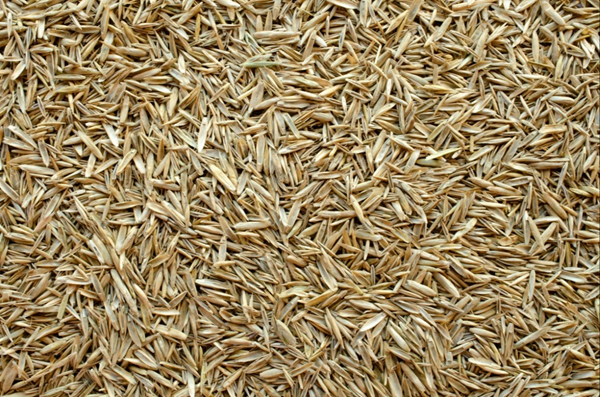 Grass Seed