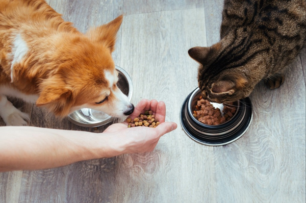 Dry Pet Food